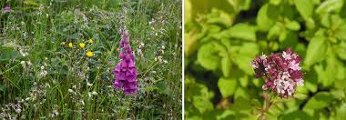 inheemse tuin aanleggen