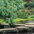 japanse tuin ontwerpen