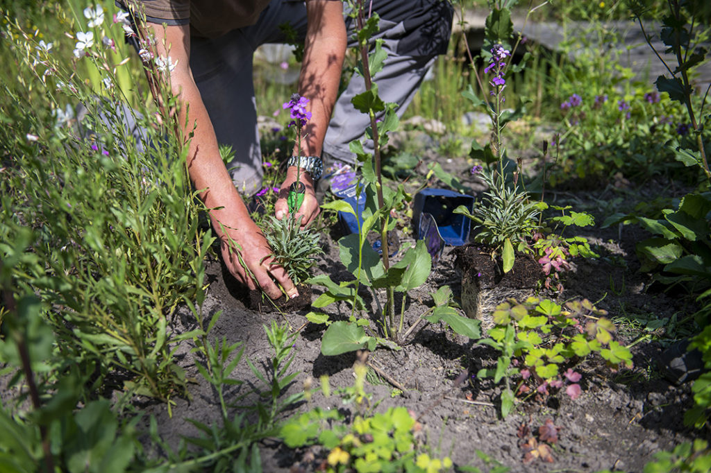 ecologisch tuinonderhoud
