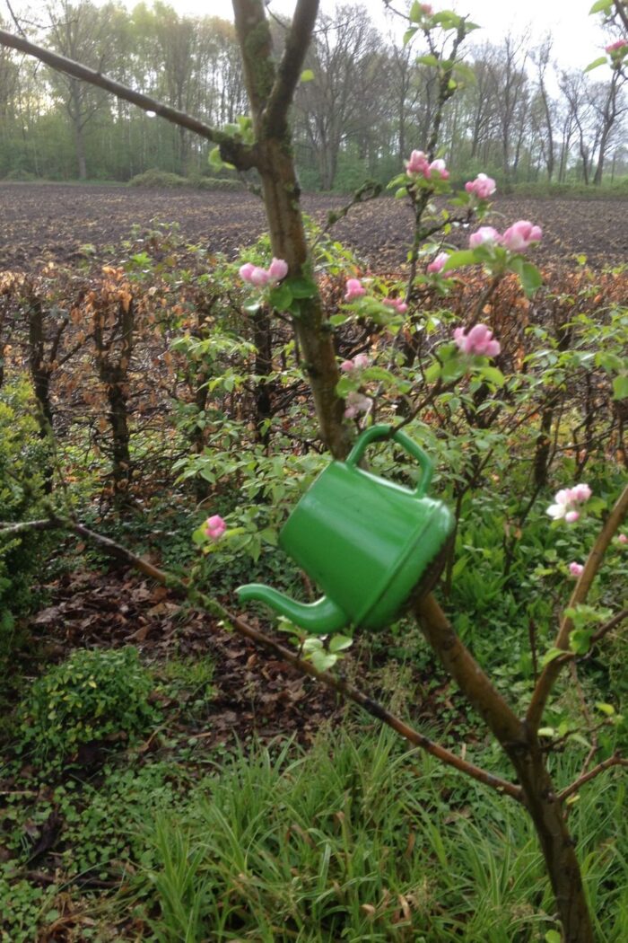 budget tuin ideen